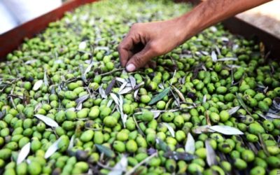 The global ambitions of Lebanon’s hard-pressed olive-oil makers