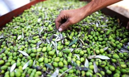 <em>The global ambitions of Lebanon’s hard-pressed olive-oil makers</em></strong>