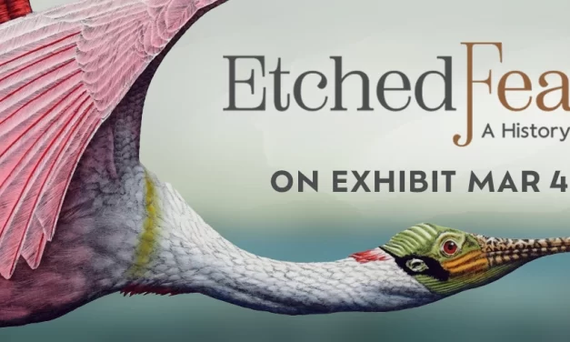 <em>On Exhibit Now: Etchings of Florida’s colorful birds</em></strong>